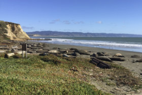 Point Reyes National Seashore, is a colony of elephant seals that took over a beach in Northern California during the government shutdown when there was no staff to discourage the animals from congregating in the popular tourist area. About 60 adult seals that have birthed 35 pups took over a beach in Point Reyes National Seashore, 