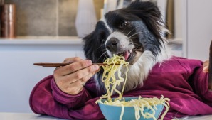 2018 Year of the dog, Good food night noodle markets will be allowing dogs to attend. Dog model Murphy Johnstone of Spence.