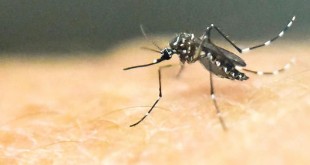 Brésil : le virus Zika inquiète les autorités