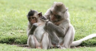 Création de singes transgéniques pour le traitement de l’autisme