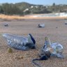 If you are stung by a bluebottle, try to remain as still as possible as movement causes the venom to spread more quickly. 