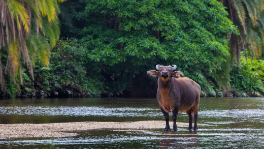 Forest buffalo.