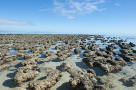 Shark Bay, Western Australia