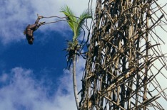 Land Diving, Pentecost Island, Vanuatu. Image supplied by Vanuatu Tourism. SHD TRAVEL AUGUST 2.