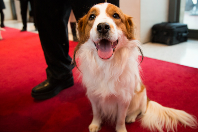 Photos: Meet The New Adorable Dog Breeds Coming To This Year's Westminster Dog Show