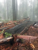 The ruins of the Pioneer's Cabin Tree.