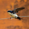 Swallows guard the entrance to a mud-enveloped childcare centre in Paracatu de Baixo, Minas Gerais, Brazil. Three years after the Samarco dam disaster only wildlife and jungle have returned.