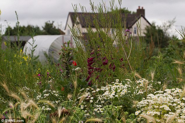 The allotment featured on Monty Don's BBC show Big Dreams Small Spaces earlier this year and even hosted BBC's Gardeners' Question Time in 2015