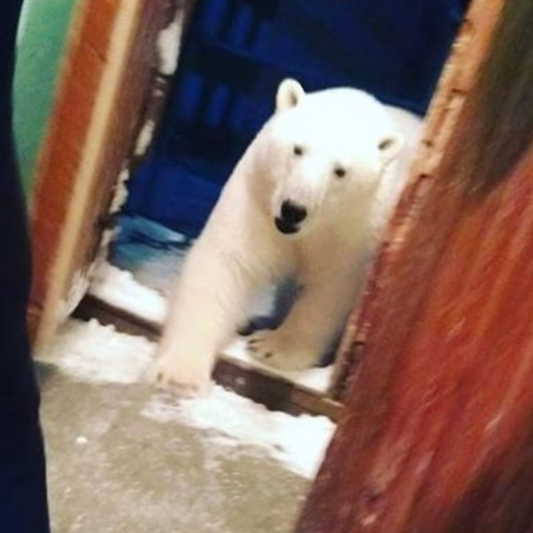 Polar bears invaded an island town. Locals are terrified