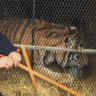 Control officers from animal shelter BARC Houston with a tiger that was found in an abandoned house in the city.