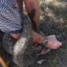 Paul Smallhorn holds the Goanna down to protect his peacocks.