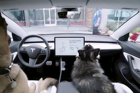 Tesla says it's okay to leave dogs in car