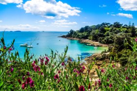 Hekerua Bay on Waiheke Island in New Zealand with sail boats on the water below and pretty purple flowers in the foreground. Taken on a bright summer day SunNov4cover - Ugly but beautiful - Ben Groundwater
