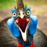 Cassowary mystery cracked: Nature gifts giant bird an inbuilt 'airconditioner'