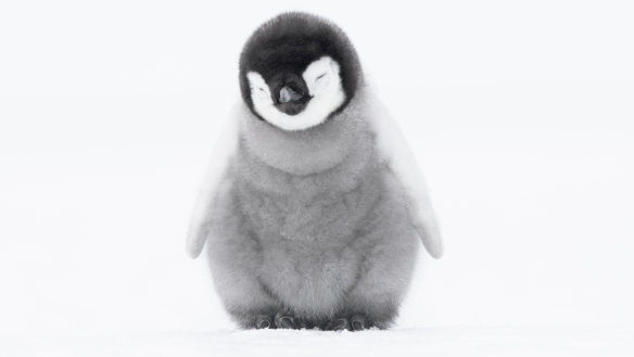 A 4-week-old Emperor penguin chick. 