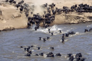 B34NFC Kenya, Narok District, Mara River. Burchell's Zebras and white-bearded gnus, or wildebeest, cross the Mara River ...