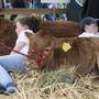 Patricia Moore (11), and JJ Keane (11) Westport pictured having a nap with their calves at The Tullamore Show yesterday.
PIC COLIN ORIORDAN