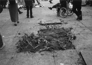 [ Photo: Tulips planted in place of paving slabs ]