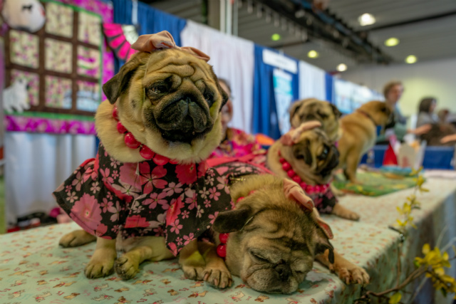 Photos: All The Best Dogs Showed Up For The Westminster Kennel Club Dog Show