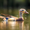 Get Ready For The Ugly-Hot Mandarin Duck