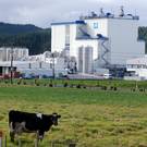 A cow in front of Fonterra Kauri plant