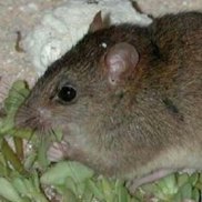 'Our little brown rat': First climate change-caused mammal extinction