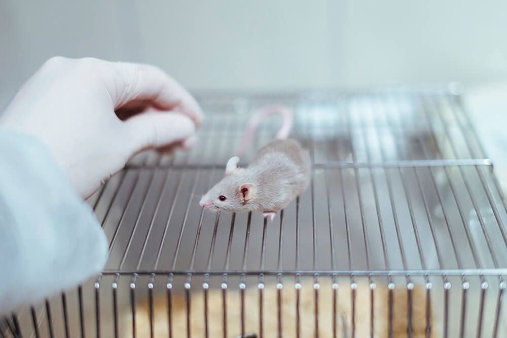 Sex, Violence, and Vivisection: Are Some Animal Experimenters Psychopaths?