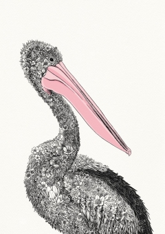 Australian Pelican