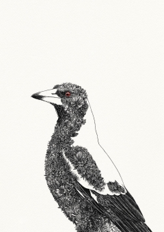 Australian Magpie Print