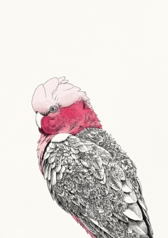 Galah