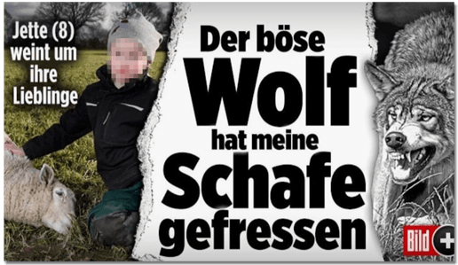 Screenshot Bild.de - Jette (8) weint um ihre Lieblinge - Der böse Wolf hat meine Schafe gefressen