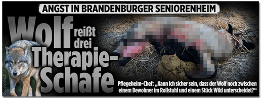 Screenshot Bild.de - Angst in Brandenburger Seniorenheim - Wolf reißt drei Therapie-Schafe - Pflegeheim-Chef: Kann ich sicher sein, dass der Wolf noch zwischen einem Bewohner im Rollstuhl und einem Stück Wild unterscheidet?