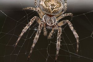 Well fed Spider Shoot (2895607653)