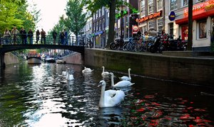 A herd of swans swim in the Oudezijds Achterburgwal, right in the middle of the Red Light District of Amsterdam.