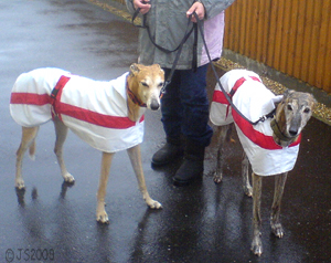 DogsRaincoatsCJS