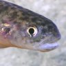 Urgent call to fence off Kosciuszko creek to save endangered fish