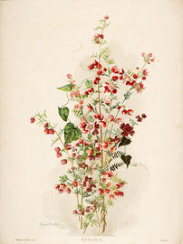 Boronia pinnata (Boronia), 1901-1904