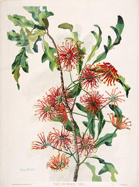 Stenocarpus sinuatus (Fire or Wheel Tree), 1901-1904