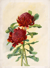 Telopea speciosissima (Waratah), 1901-1904