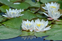 Nénuphar (Nymphaea), la fleur aquatique par excellence 