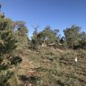 'Never seen anything like it': hoons shred regrowth area