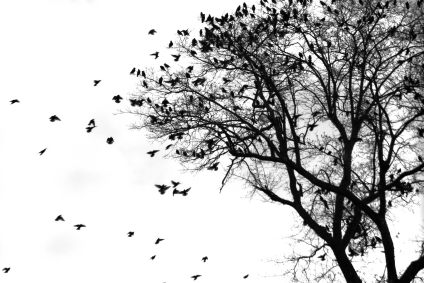 aves_arbol