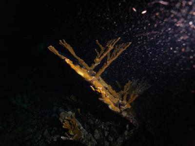 underwater coral