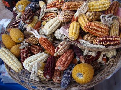 Maize varieties