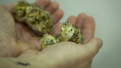 Deadbeat dad replaced by feather duster as zoo rescues orphaned chicks