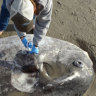 'Weirdest-looking thing you've ever seen': massive sunfish washes up in US