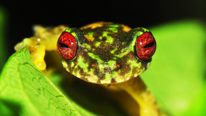 Frogs face mass destruction from imported disease: ANU scientists