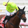 Boilover: Manuel, ridden by Luke Currie, races to victory in the CF Orr Stakes at Caulfield in February.