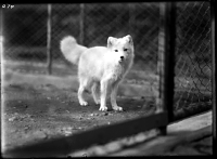 Arctic fox in an enclosure at the National Zoological Park, c. 1900s, NZP-0274.