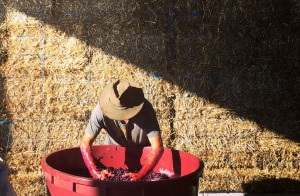 Smallfry winemaker Wayne Ahrens up to his arms in a vat of red grapes.